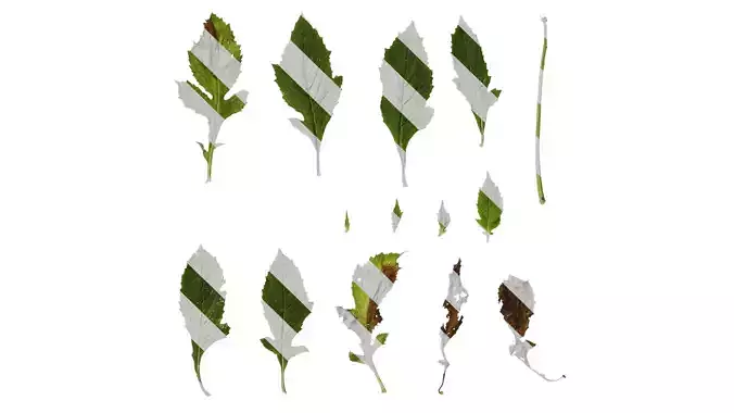 Anydrafts Crassocephalum crepidioides Leaf 02