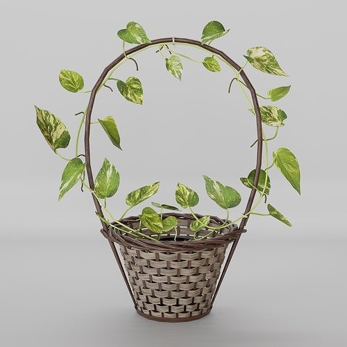 Basket Pothos Low-poly 3D model