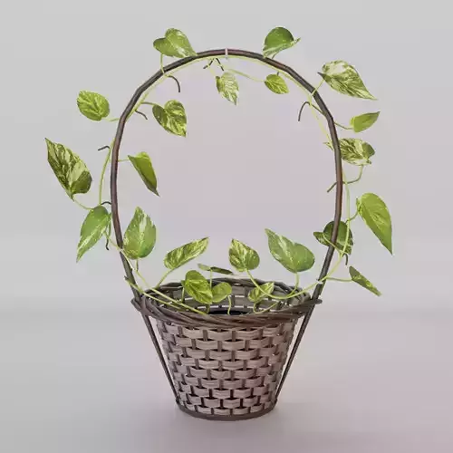 Basket Pothos