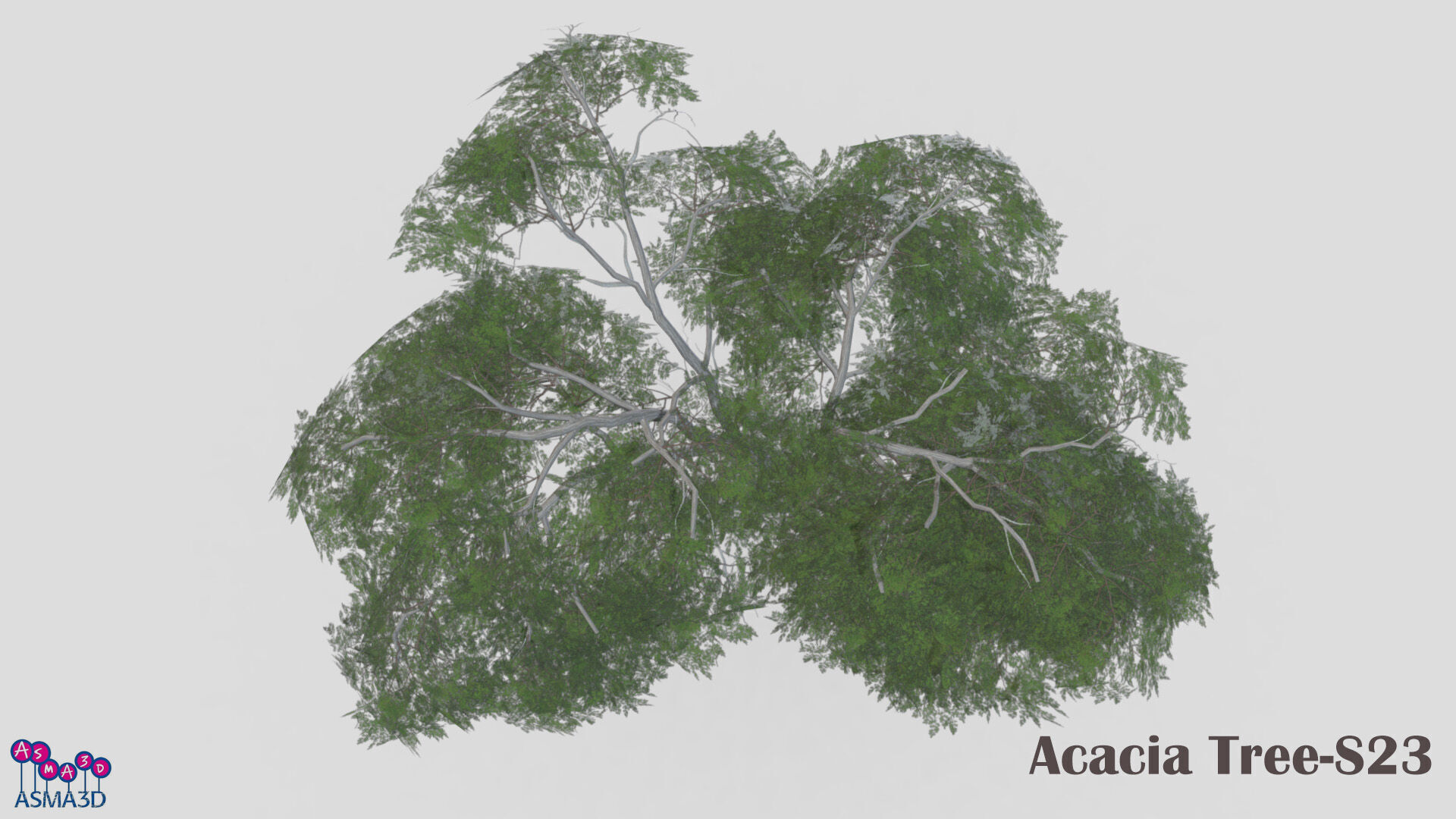 Acacia Tree-S23 Low-poly 3D model_6