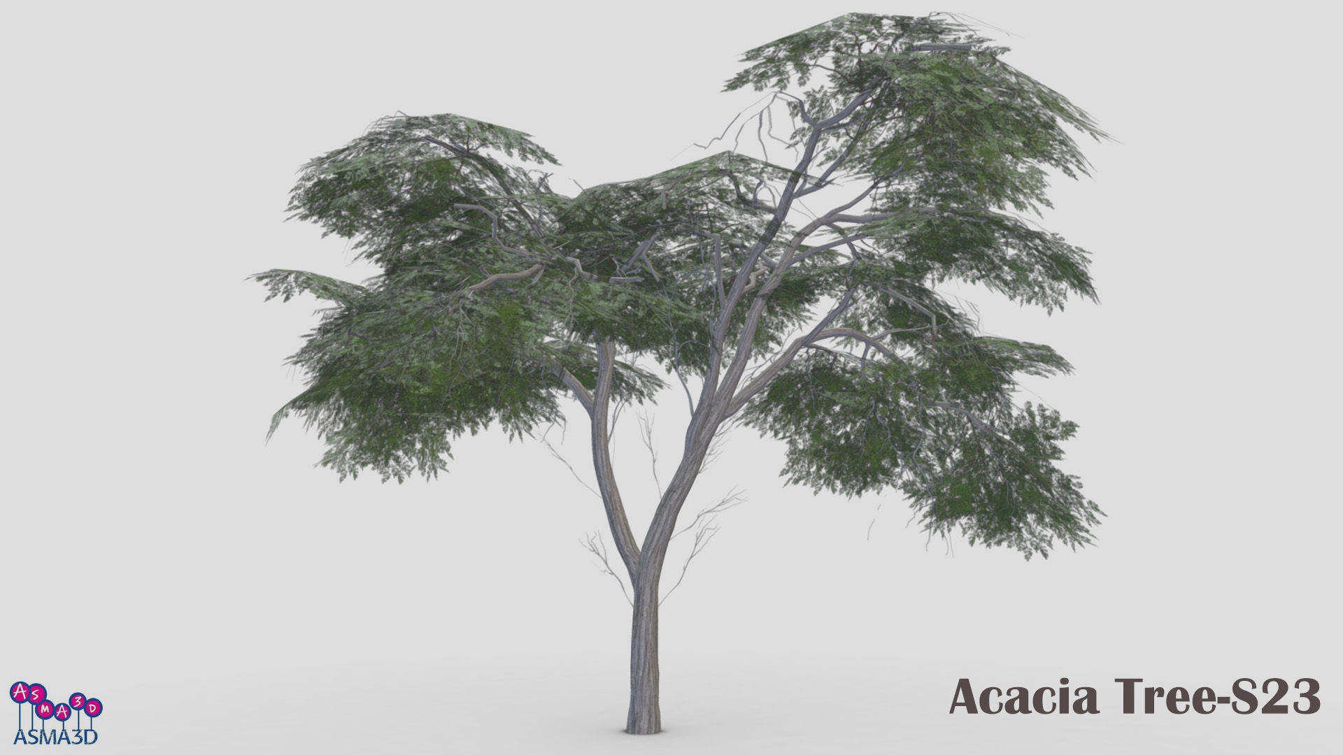 Acacia Tree-S23 Low-poly 3D model_2