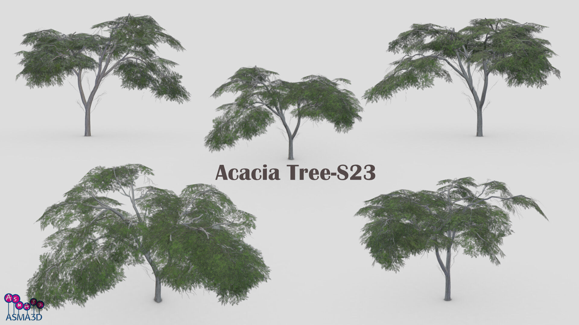 Acacia Tree-S23 Low-poly 3D model_8
