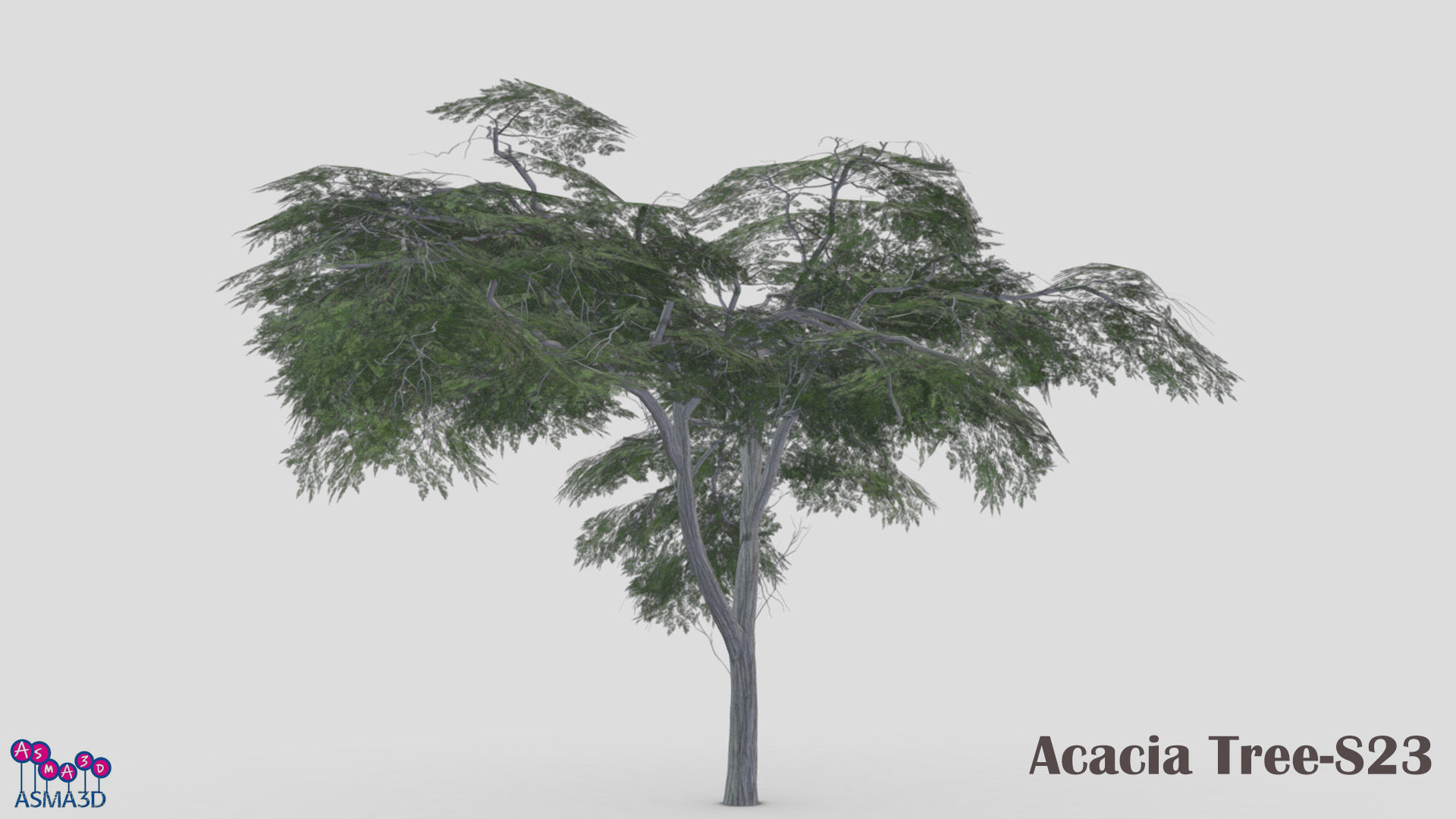 Acacia Tree-S23 Low-poly 3D model_1