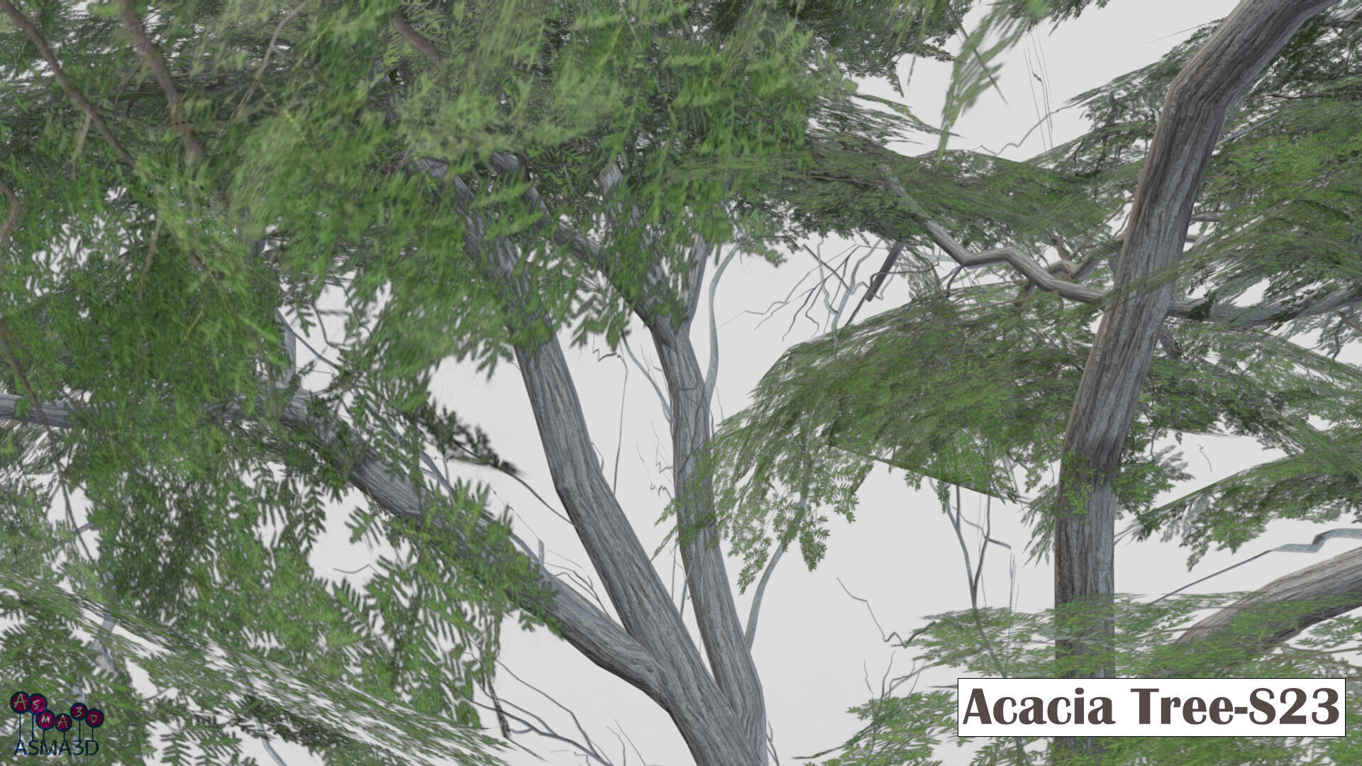 Acacia Tree-S23 Low-poly 3D model_5