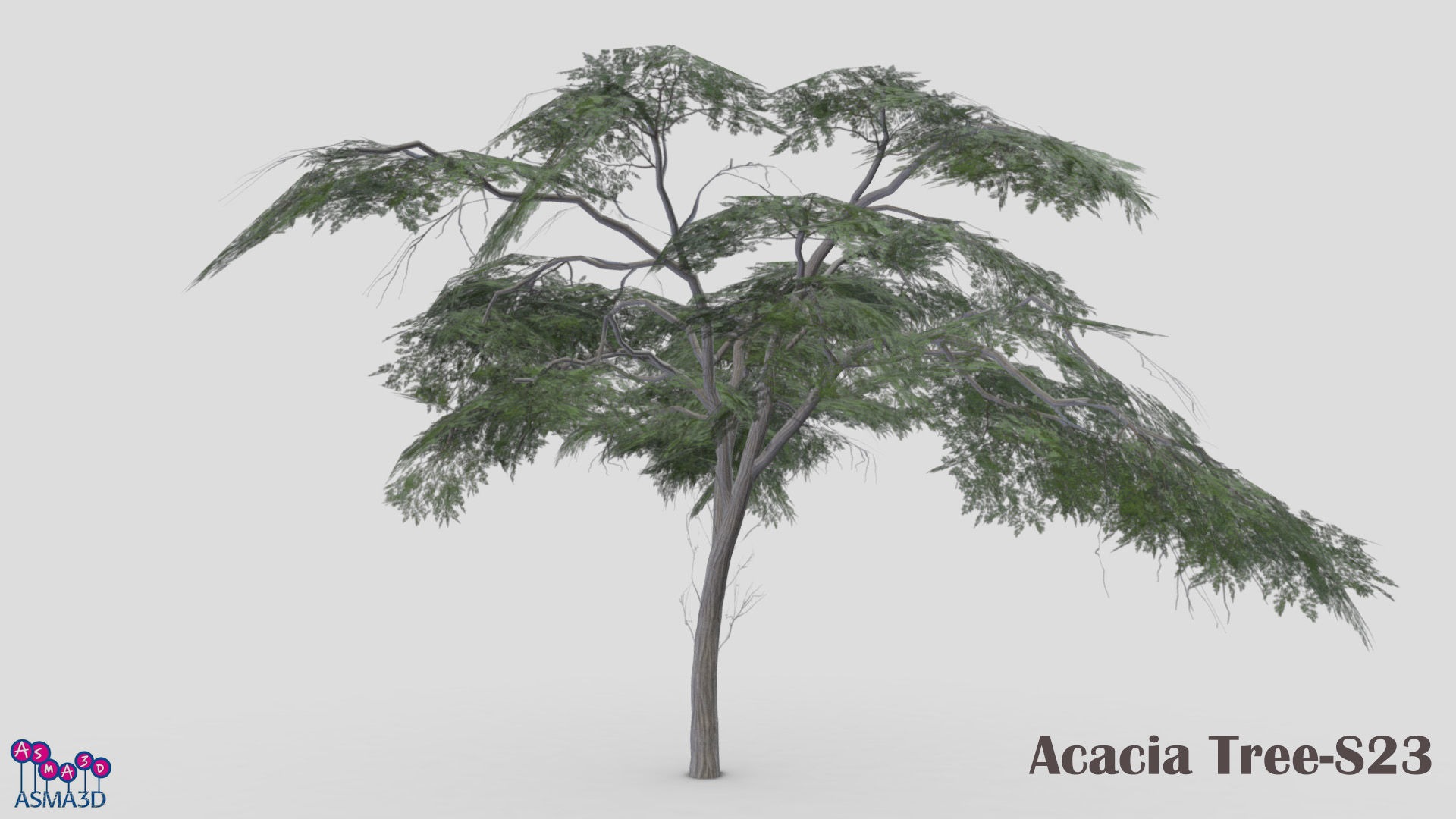Acacia Tree-S23 Low-poly 3D model_3