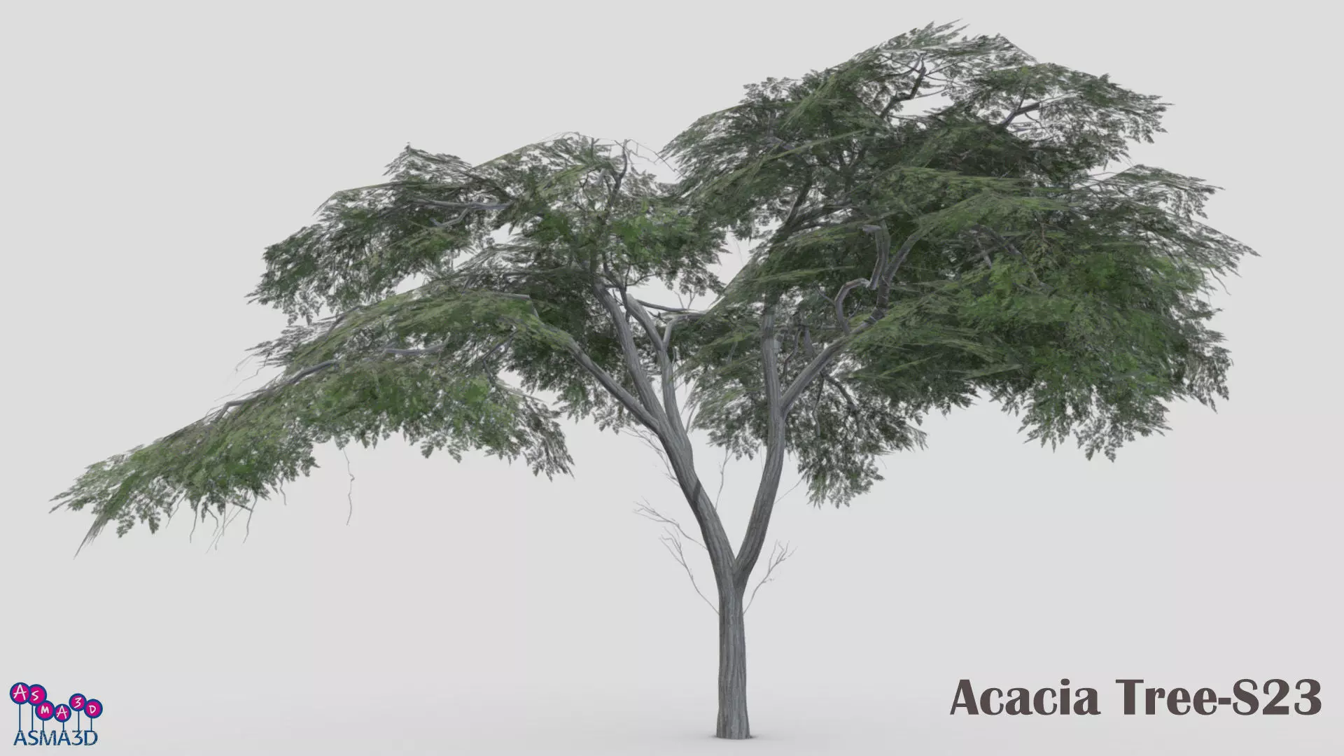 Acacia Tree-S23 Low-poly 3D model_0