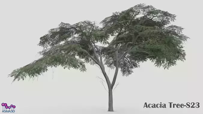 Acacia Tree-S23 Low-poly 3D model