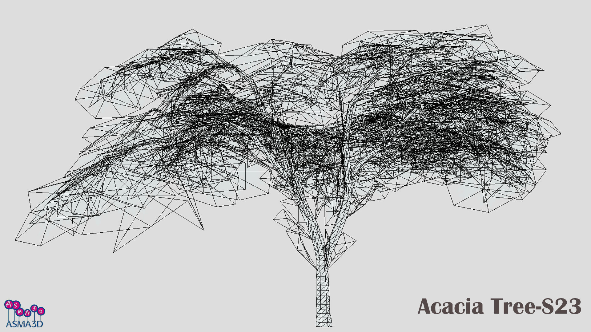 Acacia Tree-S23 Low-poly 3D model_7