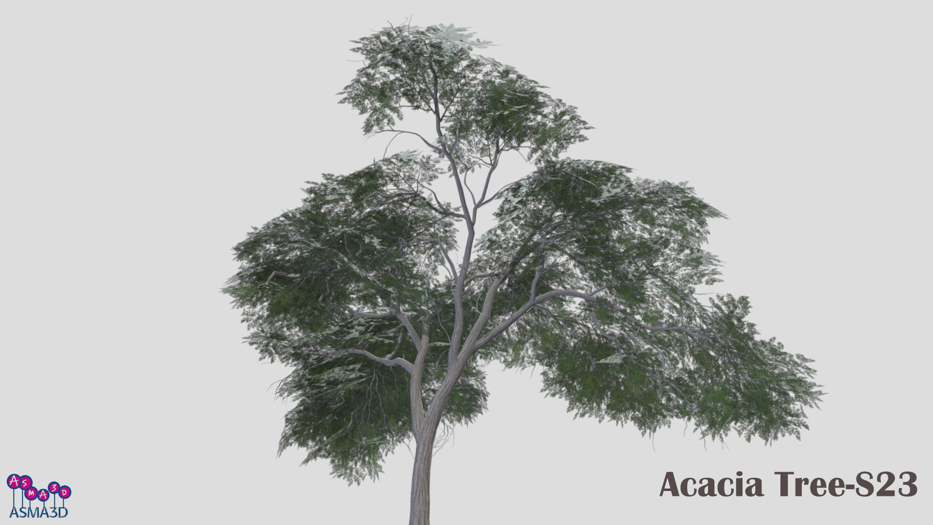 Acacia Tree-S23 Low-poly 3D model_4