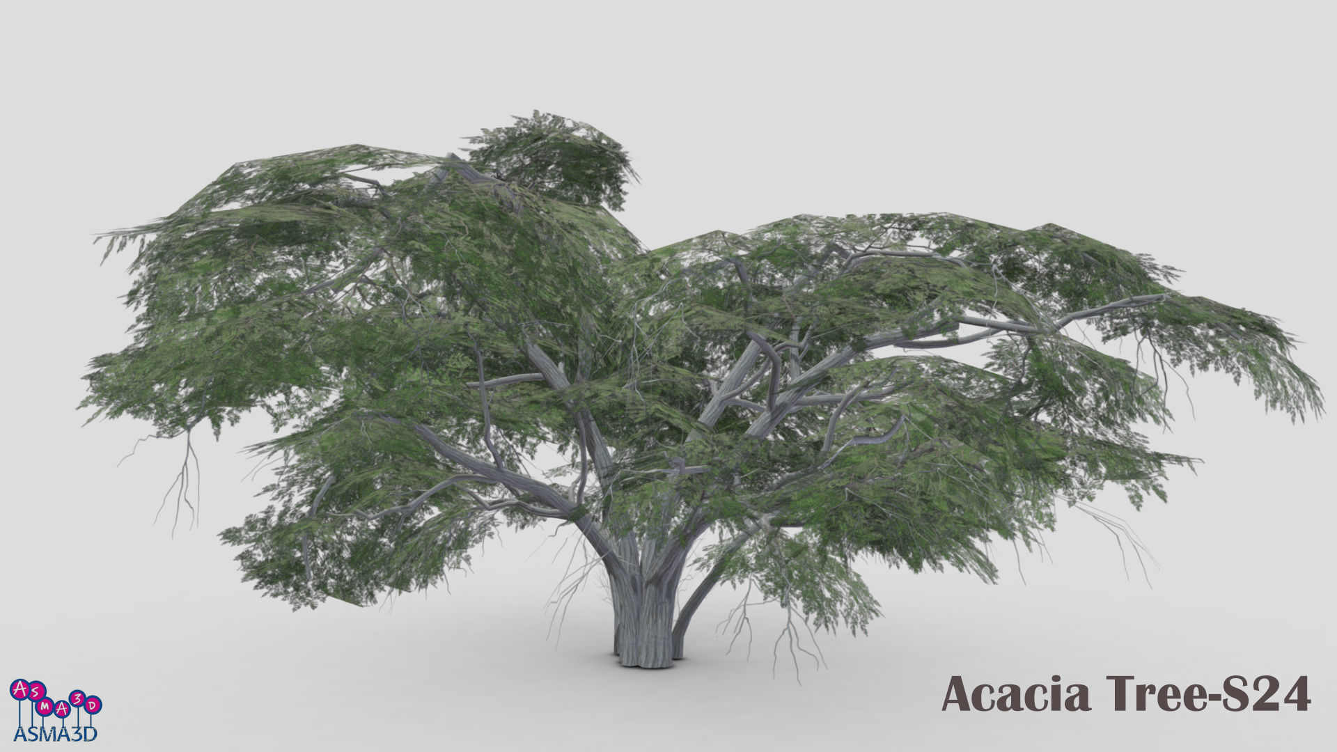 Acacia Tree-S24 Low-poly 3D model_3