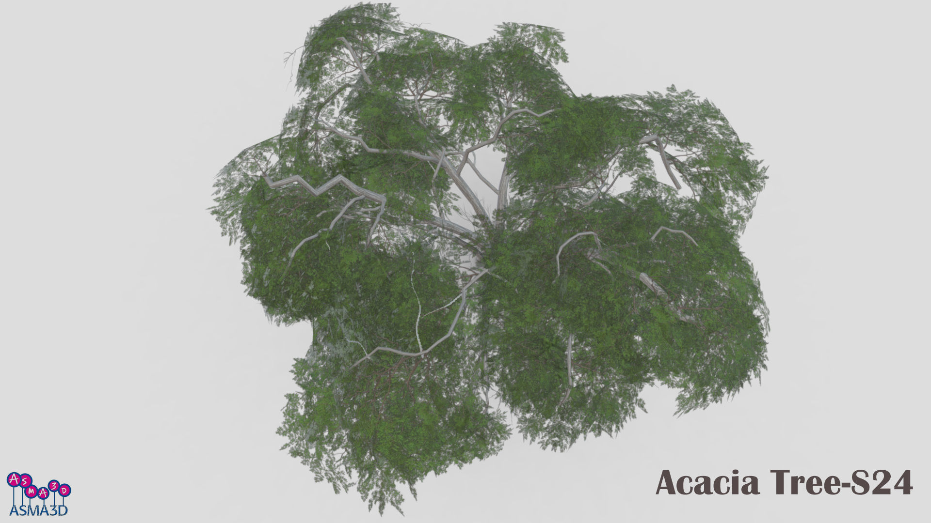 Acacia Tree-S24 Low-poly 3D model_6