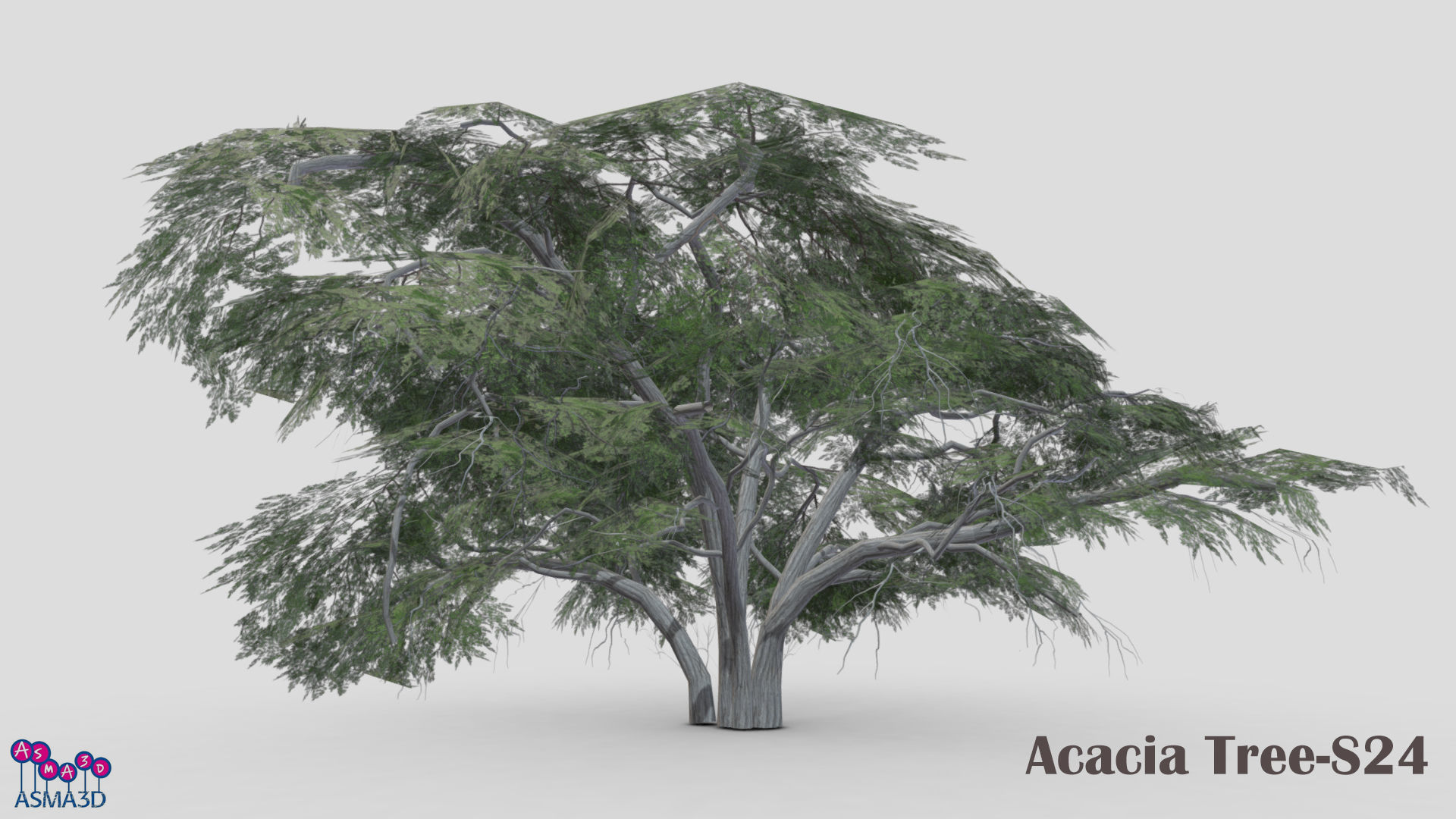 Acacia Tree-S24 Low-poly 3D model_2