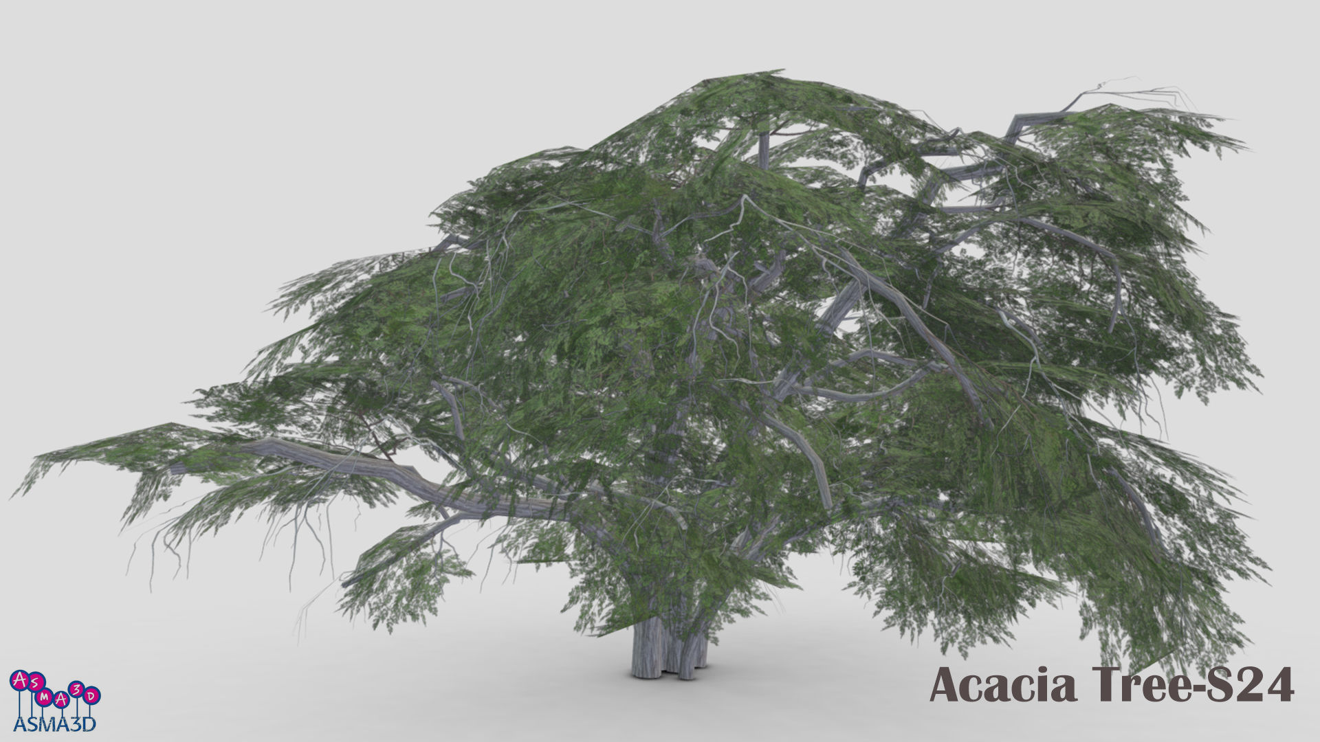 Acacia Tree-S24 Low-poly 3D model_4