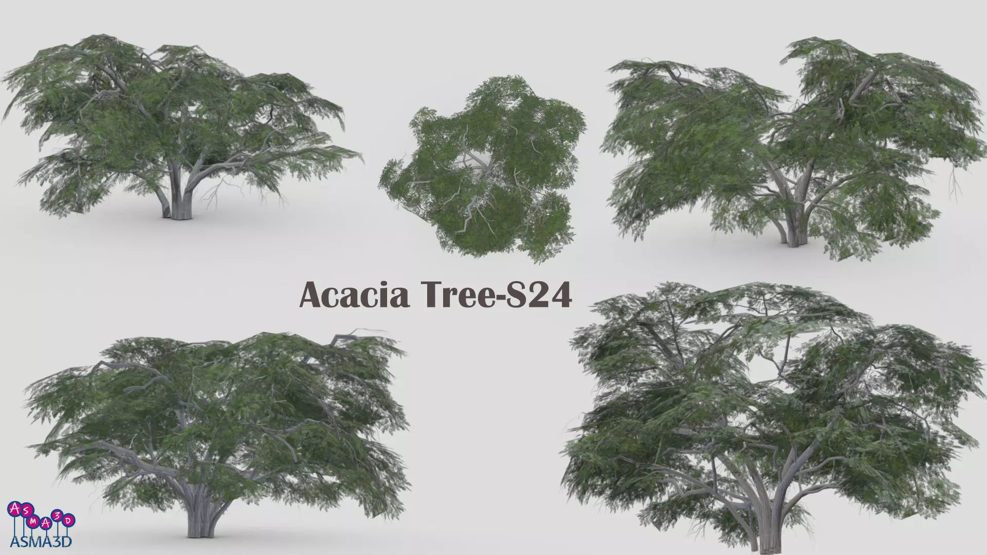 Acacia Tree-S24 Low-poly 3D model_0