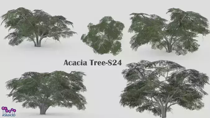 Acacia Tree-S24 Low-poly 3D model