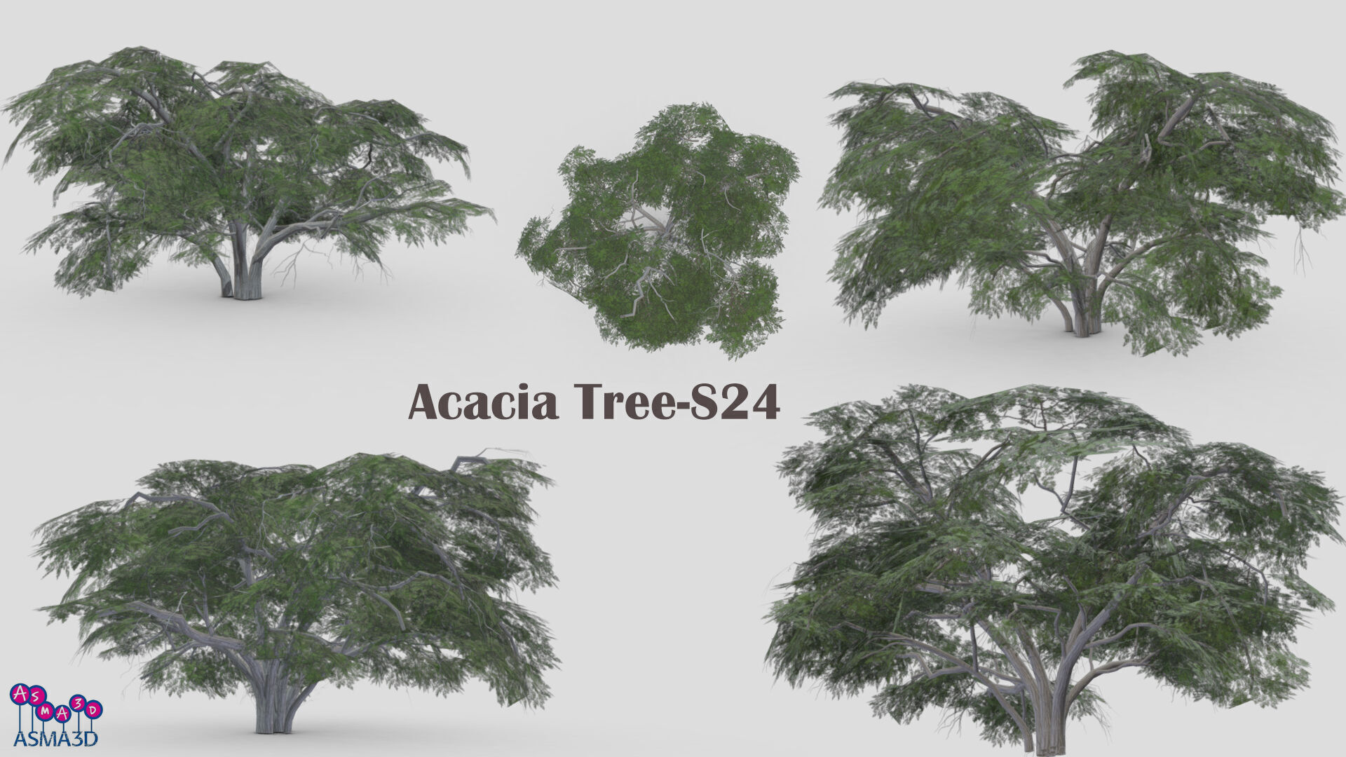 Acacia Tree-S24 Low-poly 3D model_1