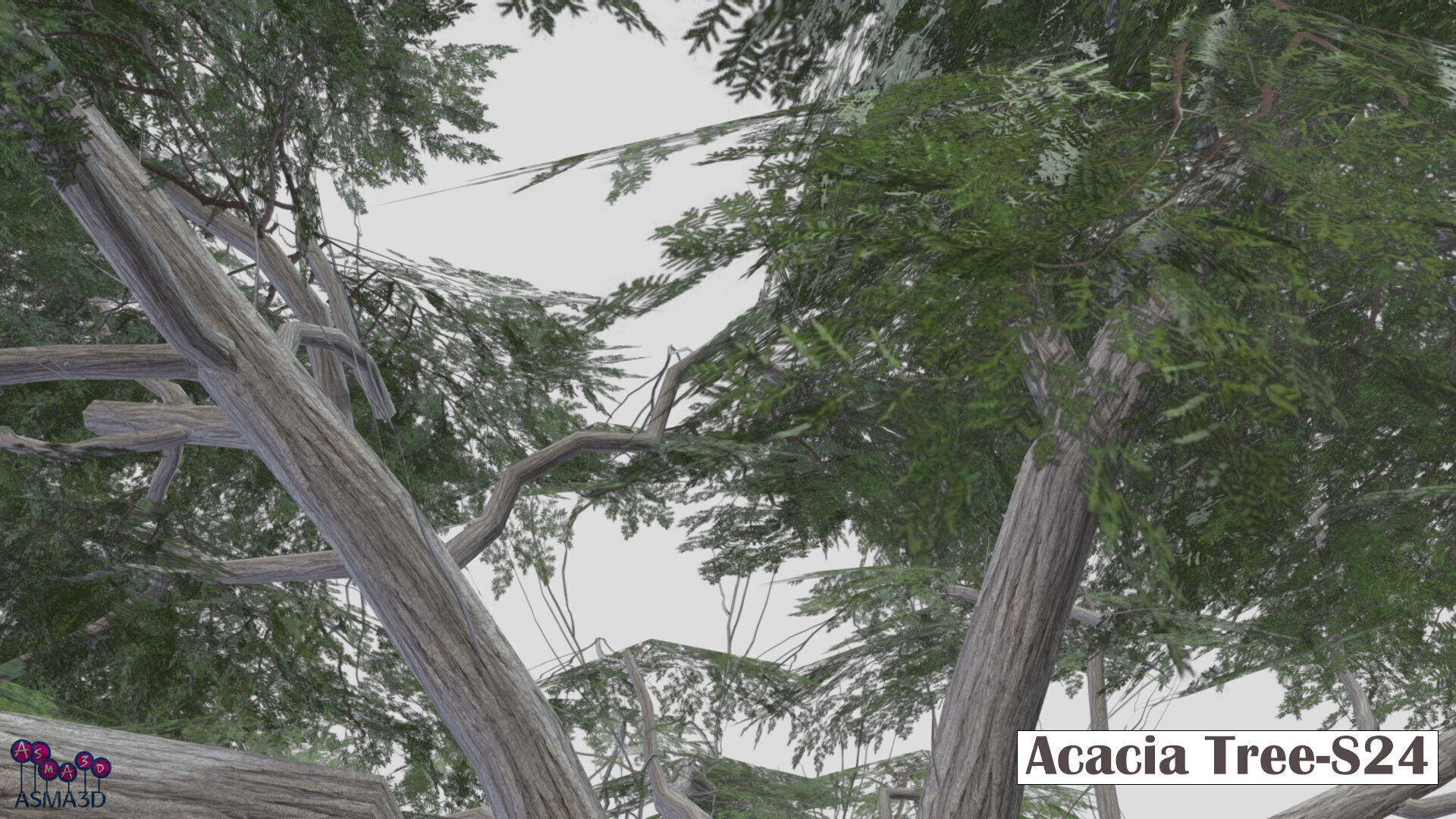 Acacia Tree-S24 Low-poly 3D model_5