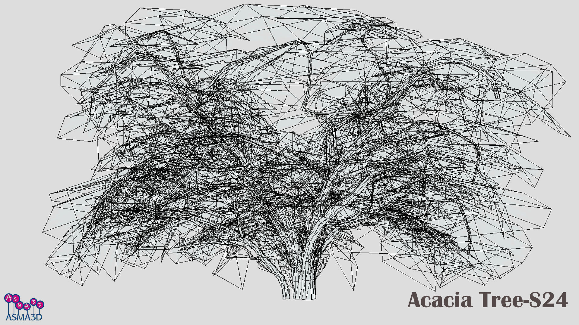 Acacia Tree-S24 Low-poly 3D model_7
