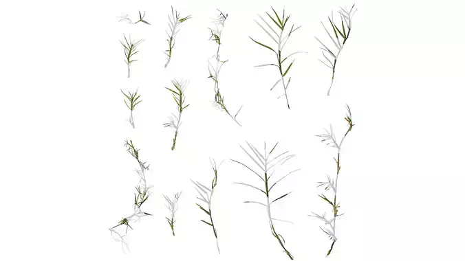 Anydrafts Cynodon dactylon Atlas 01