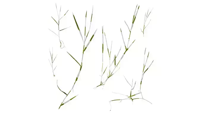 Anydrafts Cynodon dactylon Atlas 03