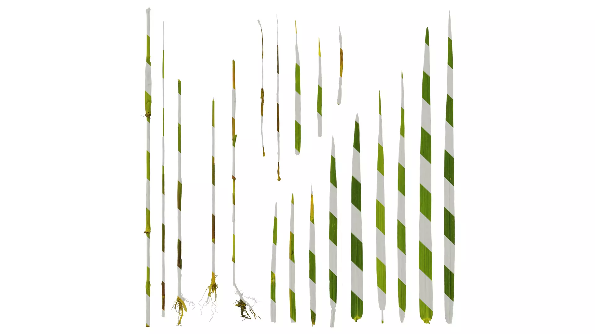 Anydrafts Cynodon dactylon Leaf 01 Texture