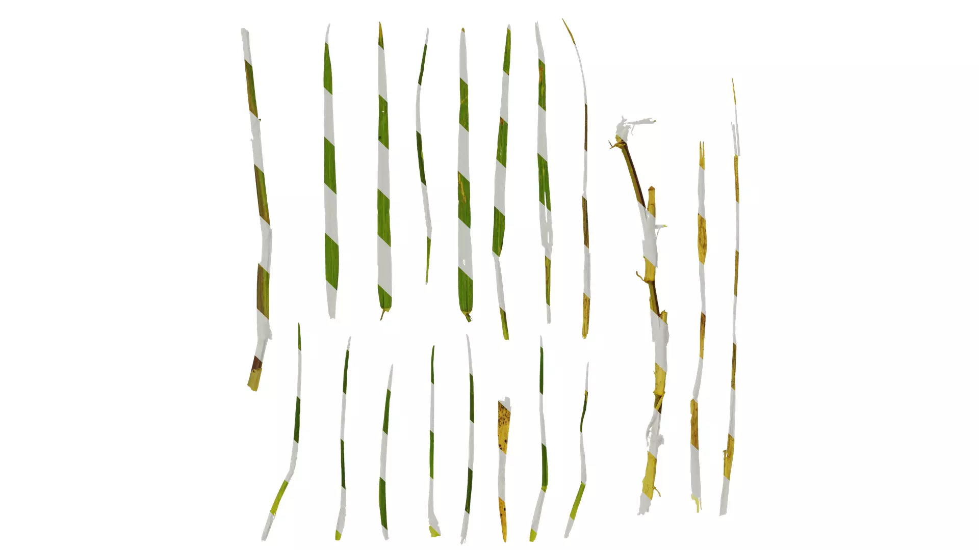 Anydrafts Cynodon dactylon Leaf 02 Texture