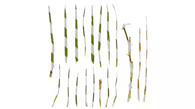 Anydrafts Cynodon dactylon Leaf 02