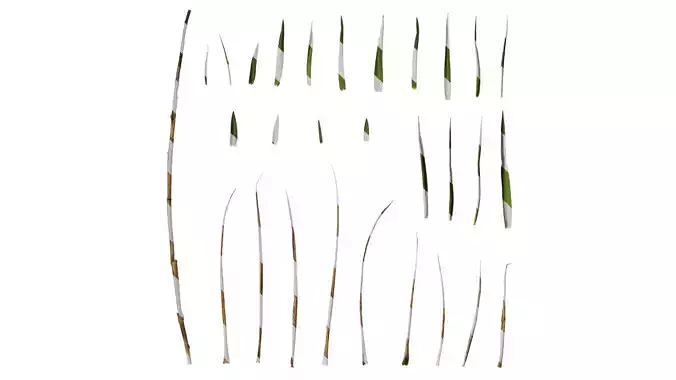 Anydrafts Cynodon dactylon Leaf 03