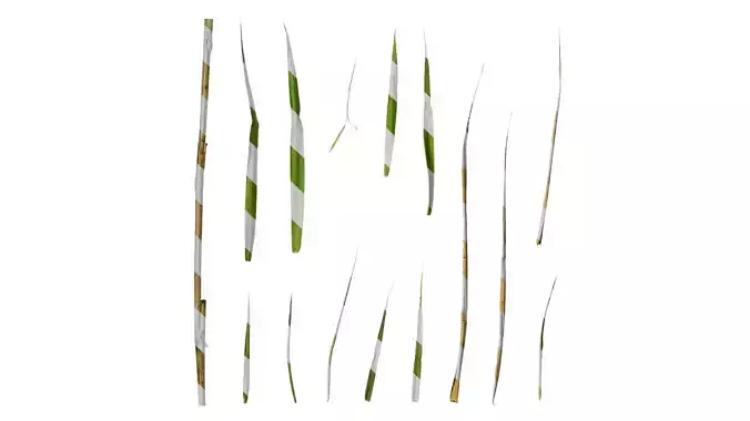 Anydrafts Cynodon dactylon Leaf 04