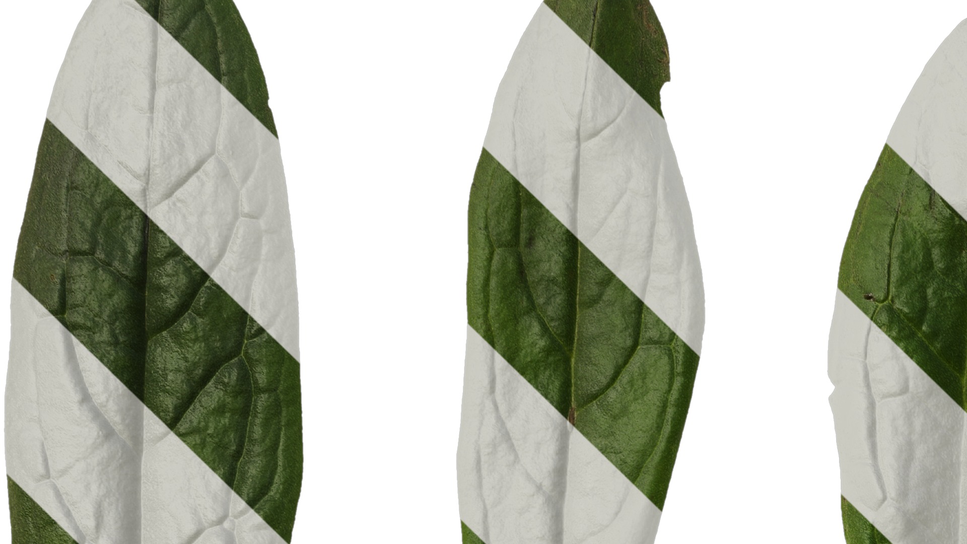 Anydrafts Cynoglossum furcatum Leaf 02 Texture_1