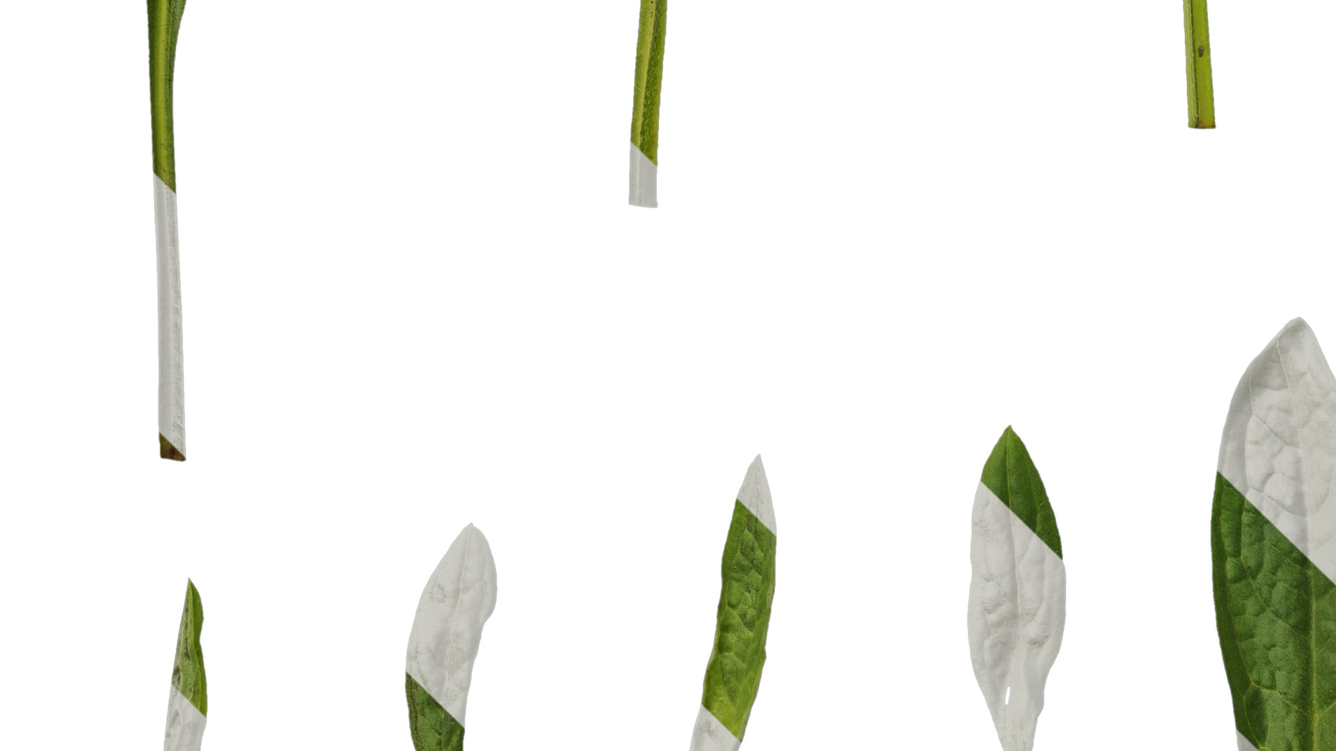 Anydrafts Cynoglossum furcatum Leaf 02 Texture_5