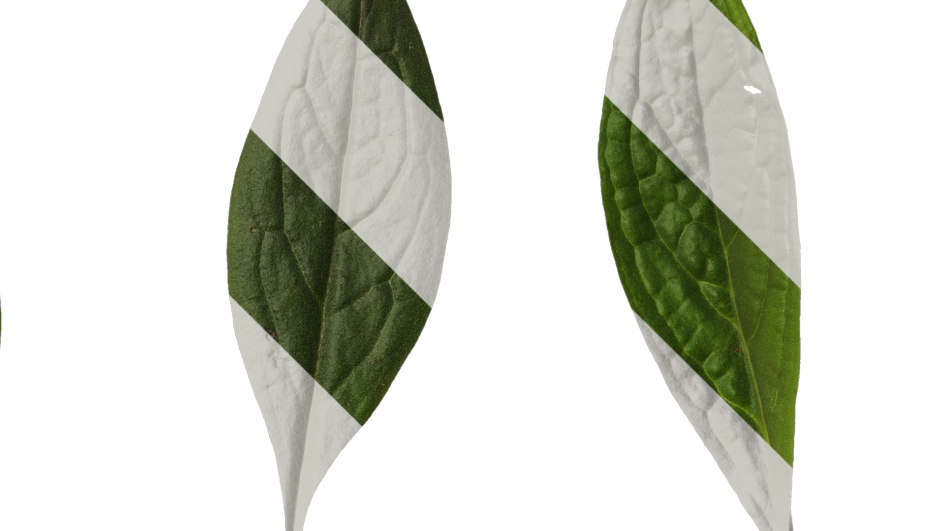 Anydrafts Cynoglossum furcatum Leaf 02 Texture_2