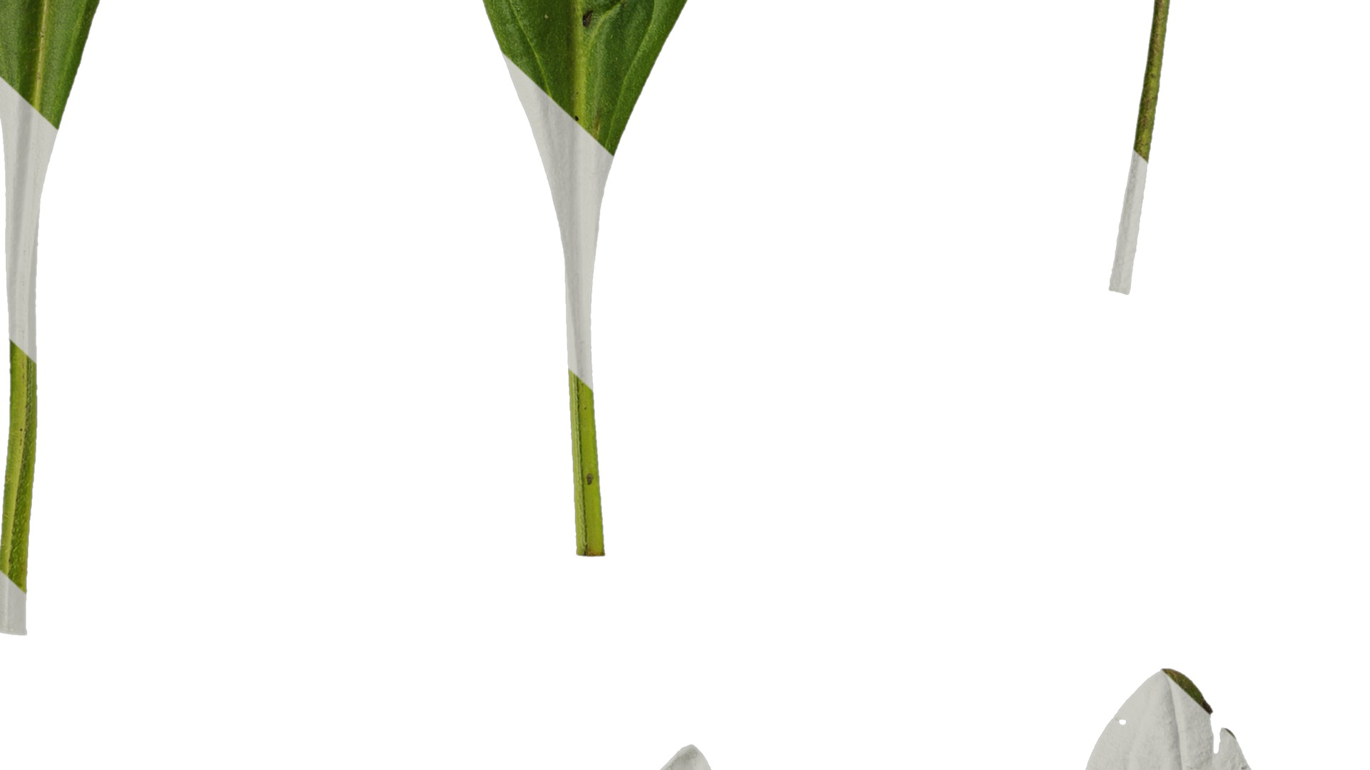 Anydrafts Cynoglossum furcatum Leaf 02 Texture_7