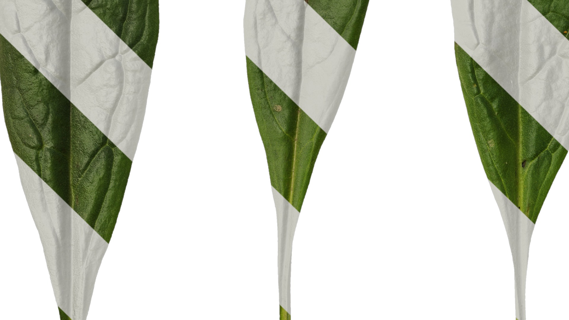 Anydrafts Cynoglossum furcatum Leaf 02 Texture_3