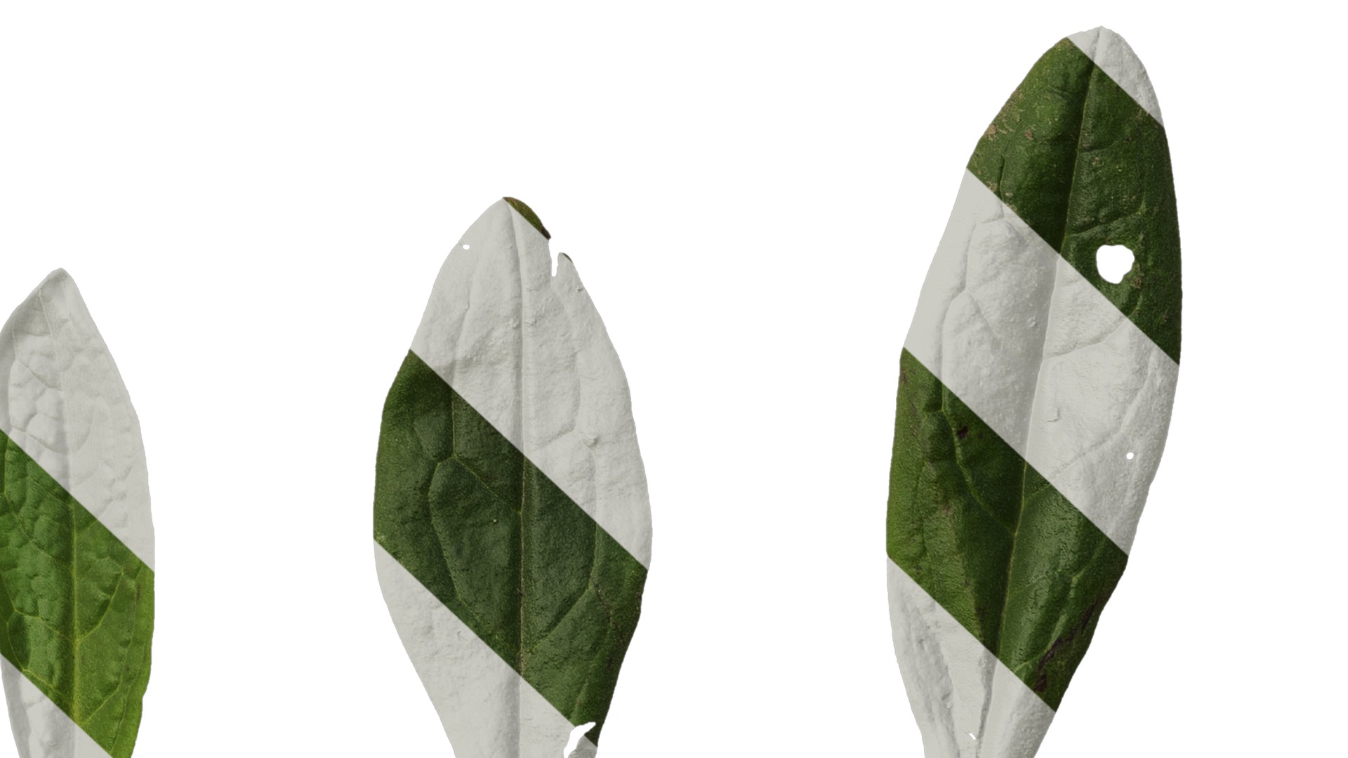 Anydrafts Cynoglossum furcatum Leaf 02 Texture_6