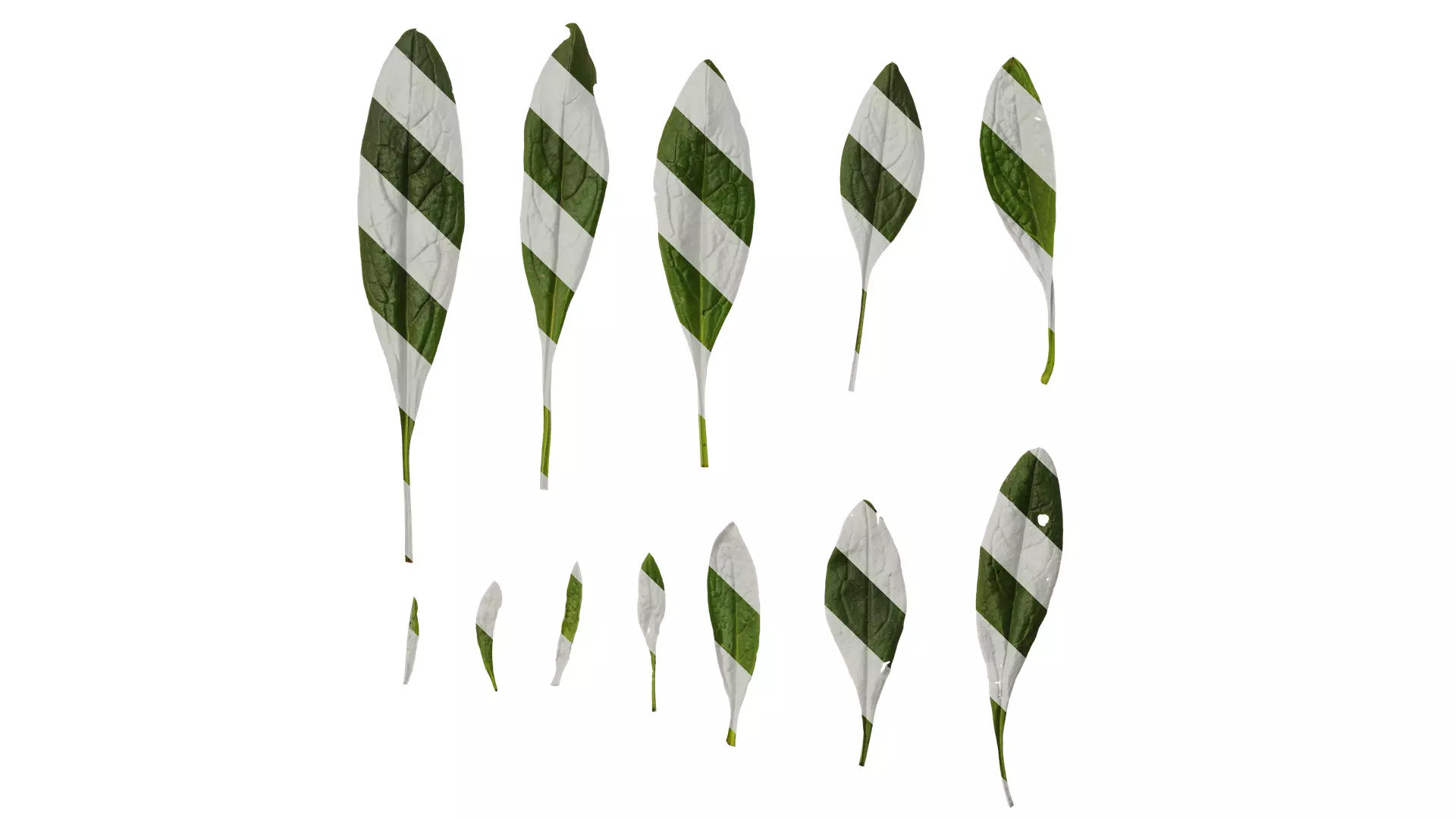 Anydrafts Cynoglossum furcatum Leaf 02 Texture_0