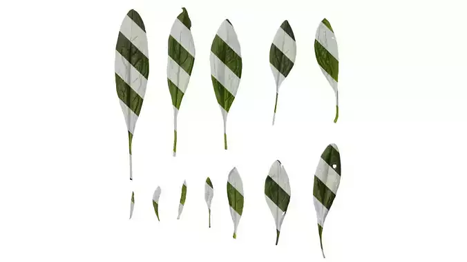 Anydrafts Cynoglossum furcatum Leaf 02