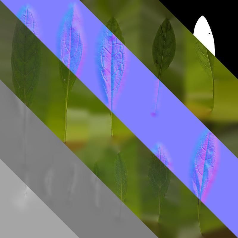 Anydrafts Cynoglossum furcatum Leaf 02 Texture_8