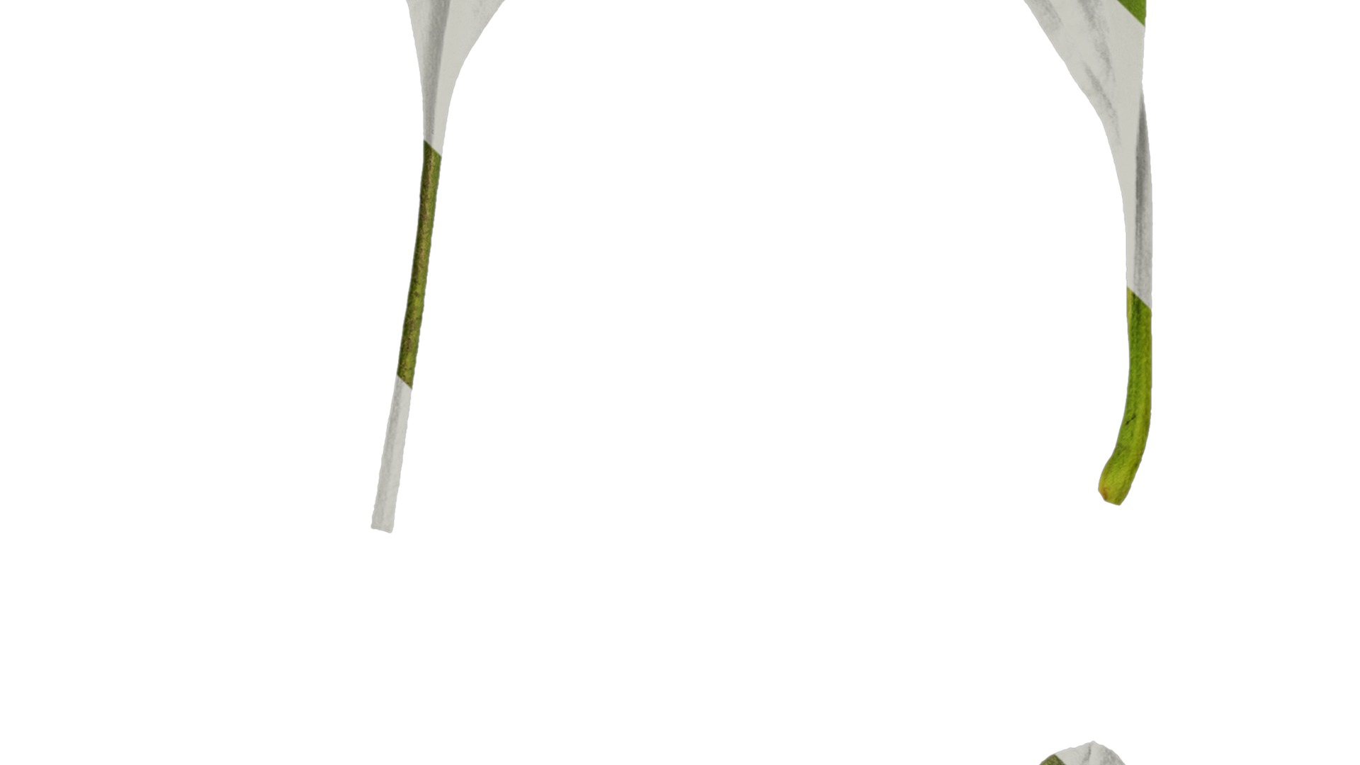 Anydrafts Cynoglossum furcatum Leaf 02 Texture_4