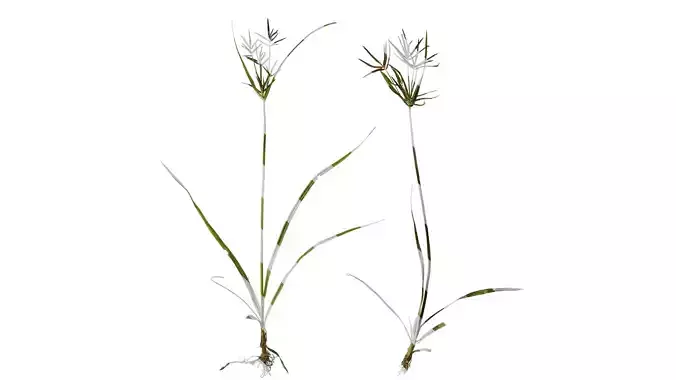 Anydrafts Cyperus rotundus Atlas 01