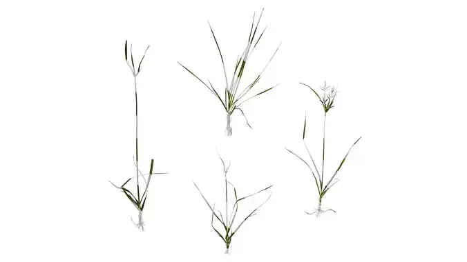 Anydrafts Cyperus rotundus Atlas 02