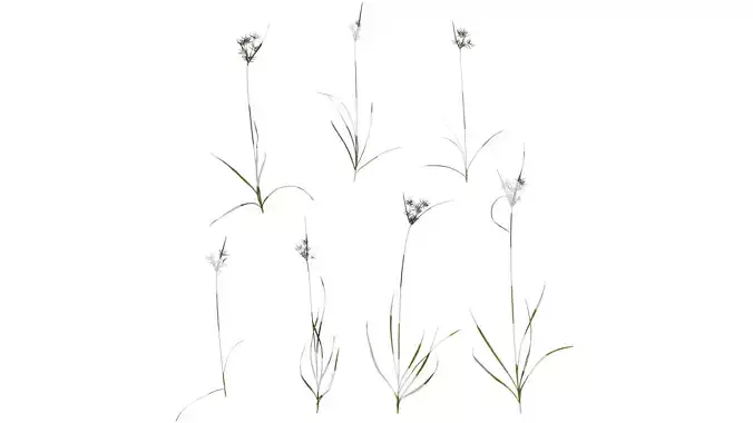 Anydrafts Cyperus rotundus Atlas 03