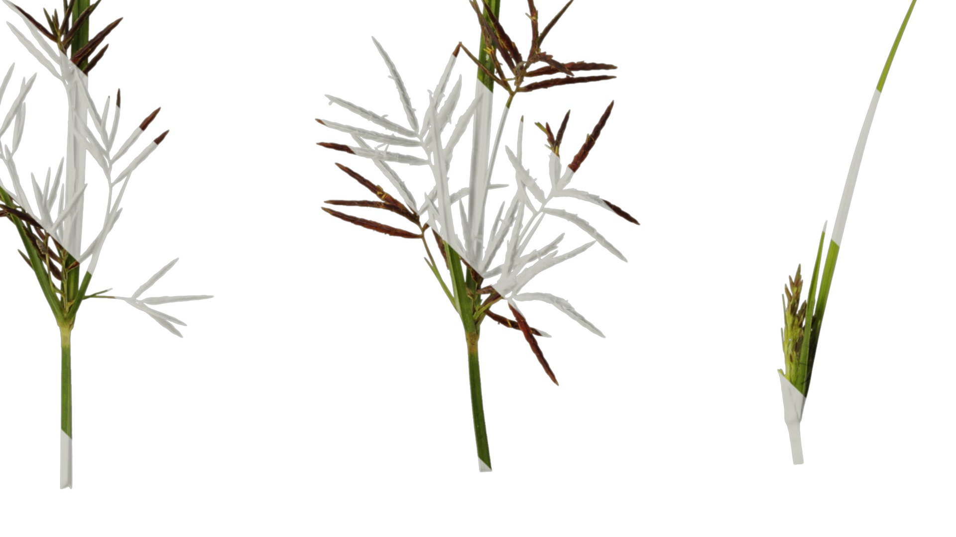 Anydrafts Cyperus rotundus Atlas 04 Texture_4