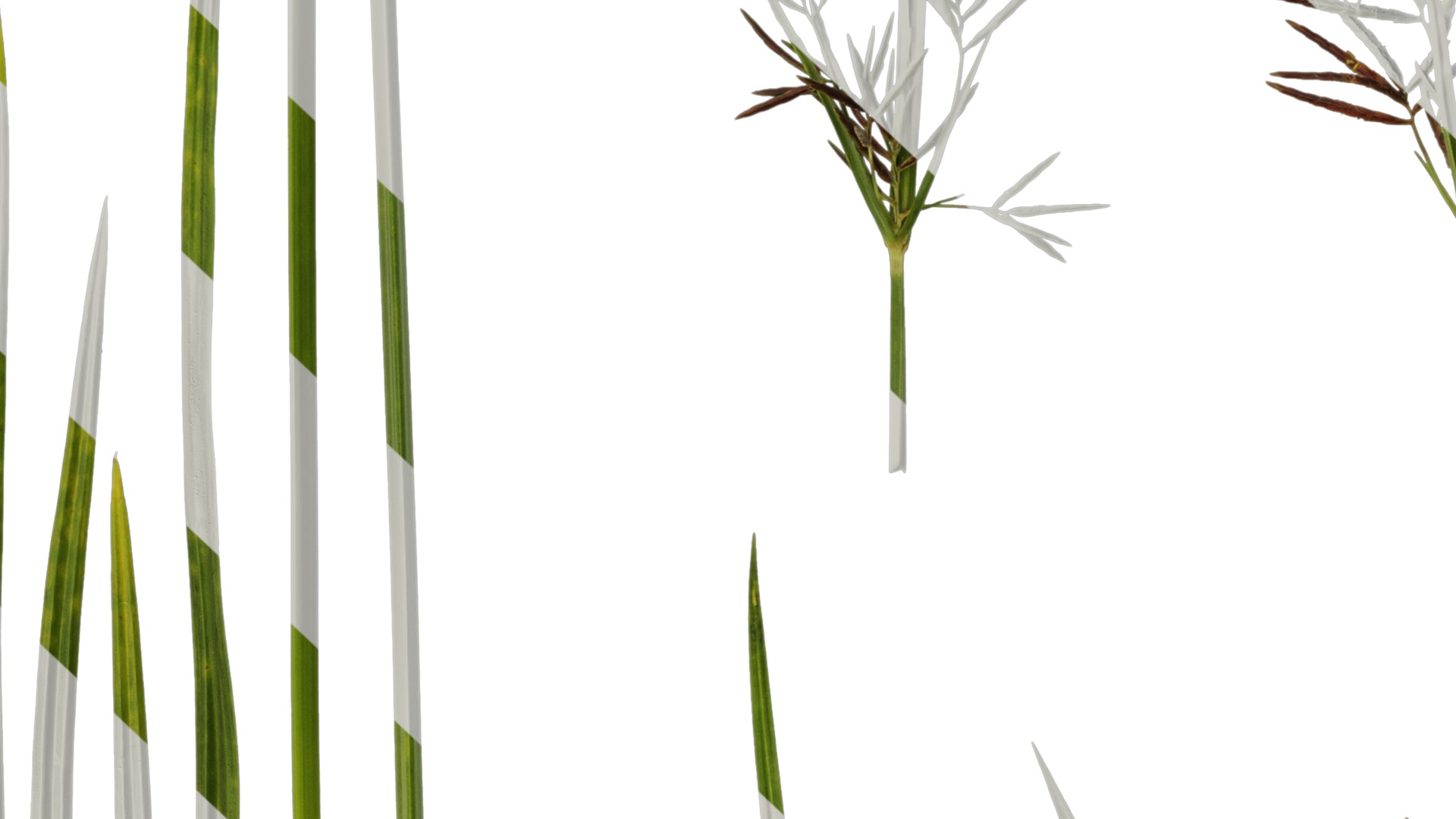 Anydrafts Cyperus rotundus Atlas 04 Texture_7