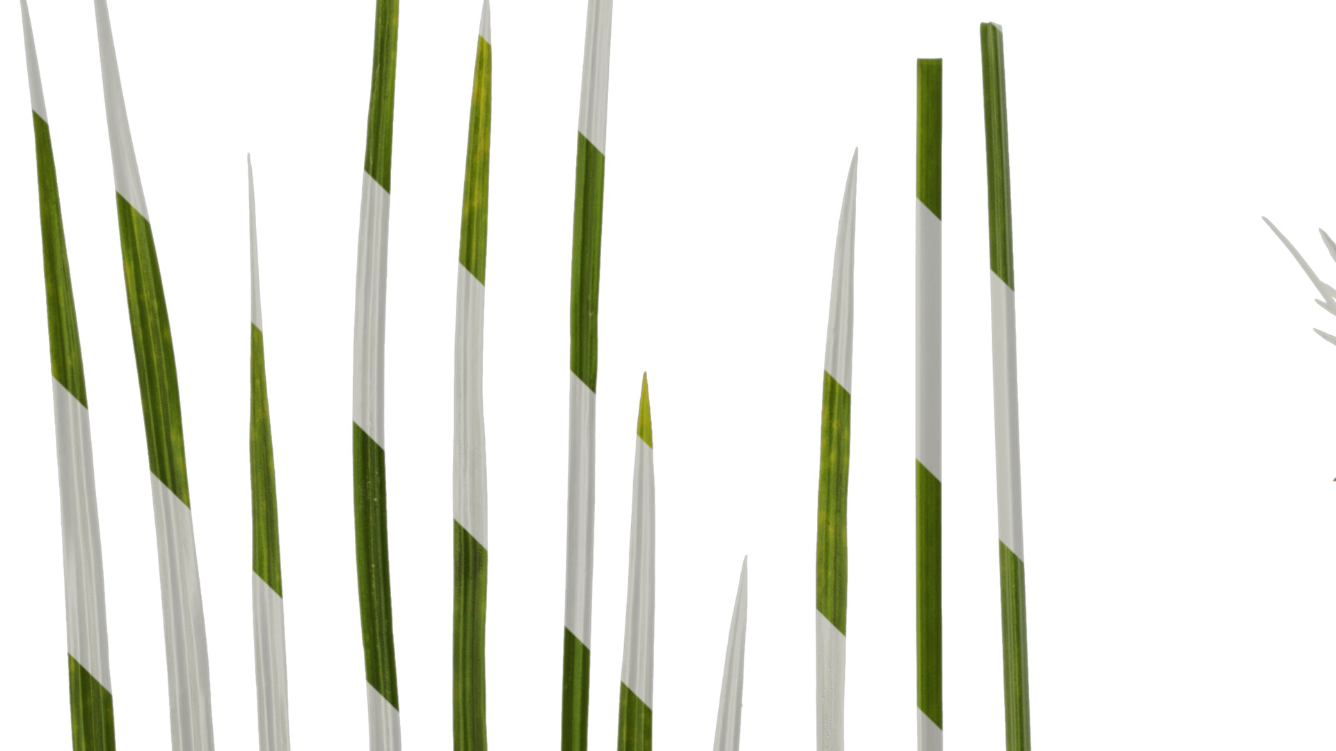 Anydrafts Cyperus rotundus Atlas 04 Texture_3