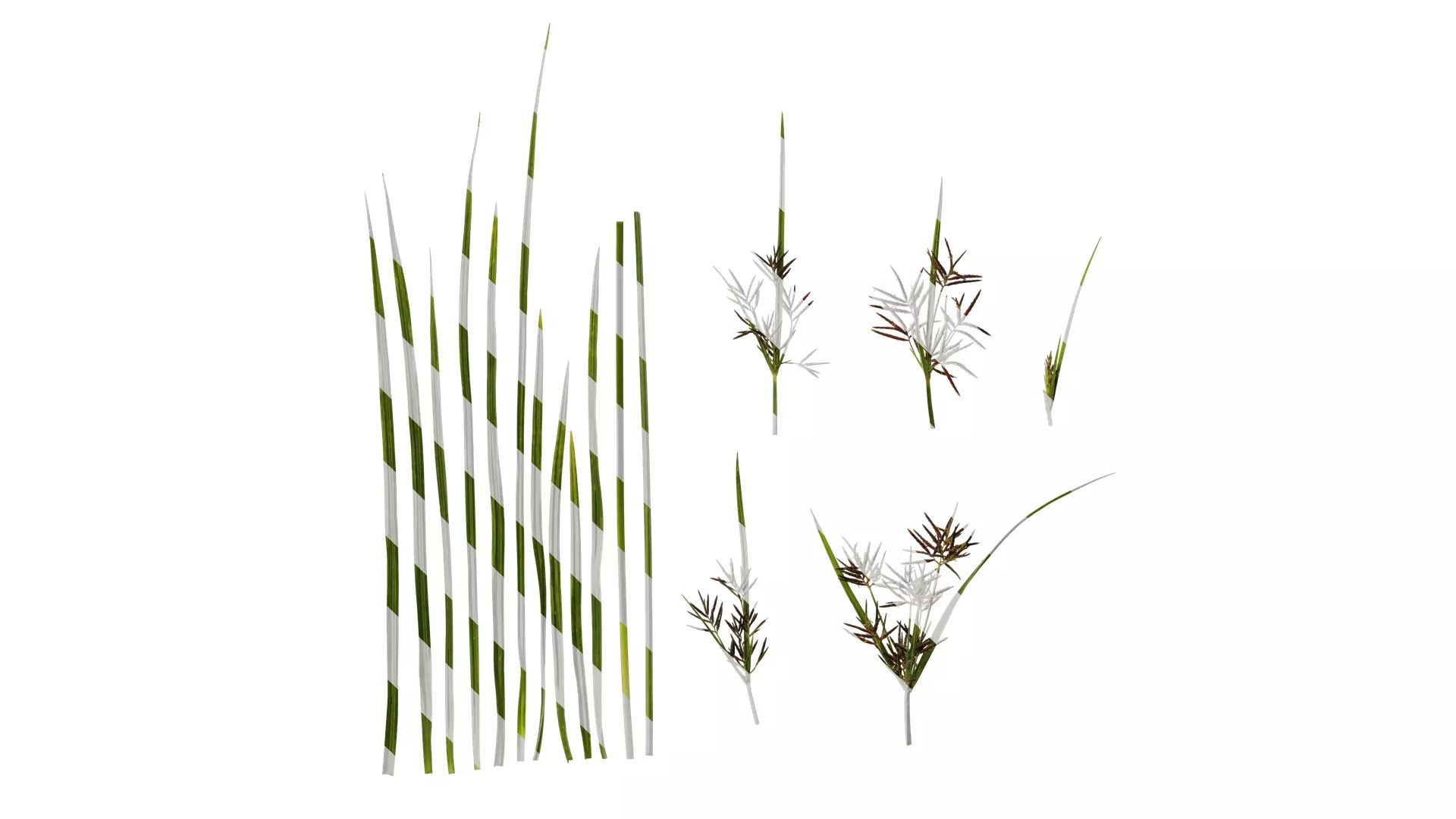 Anydrafts Cyperus rotundus Atlas 04 Texture_0