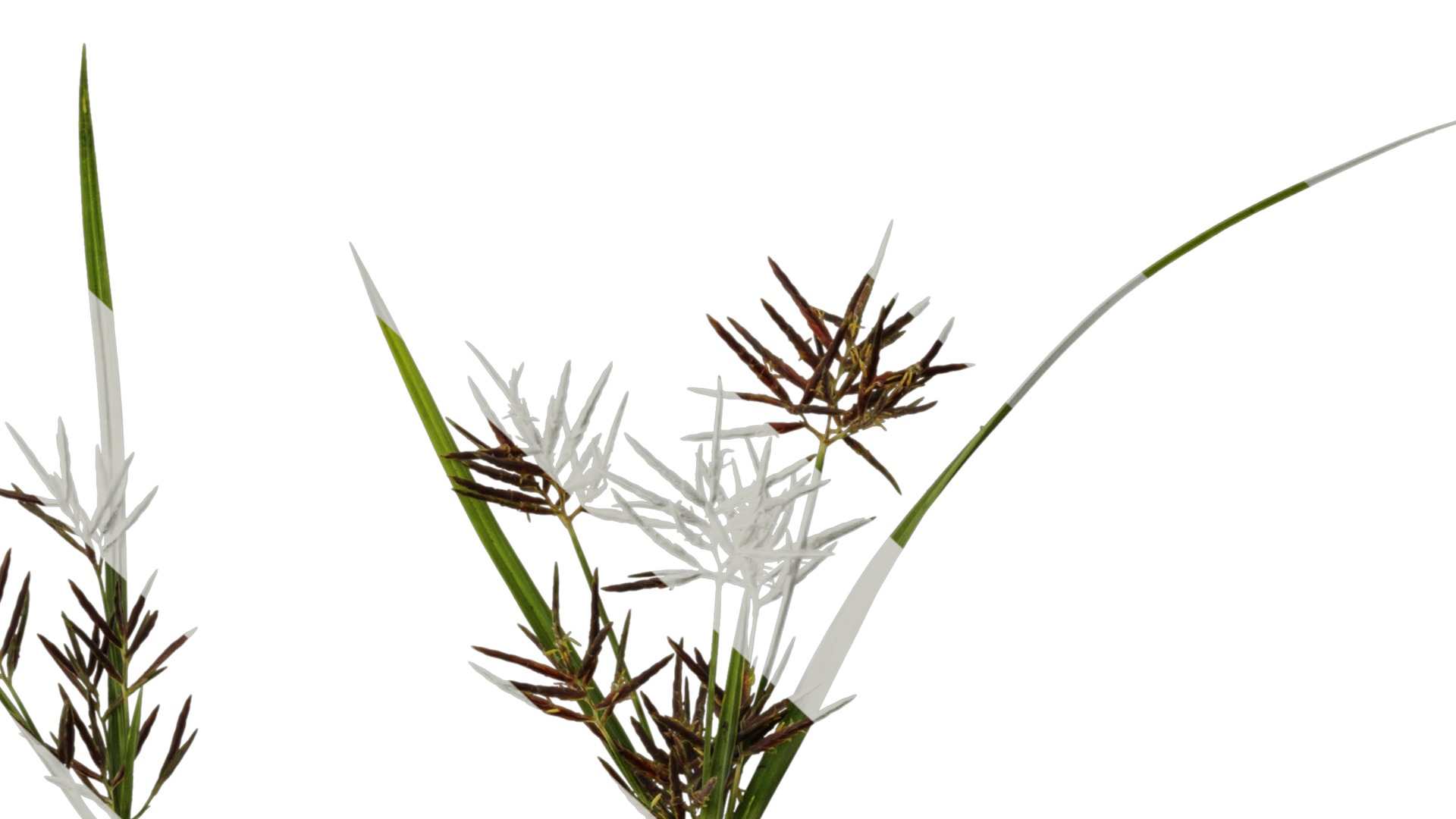 Anydrafts Cyperus rotundus Atlas 04 Texture_6