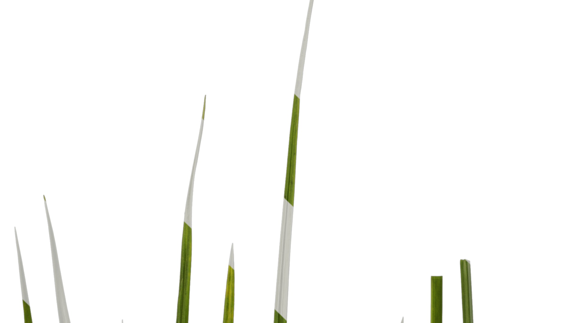 Anydrafts Cyperus rotundus Atlas 04 Texture_1