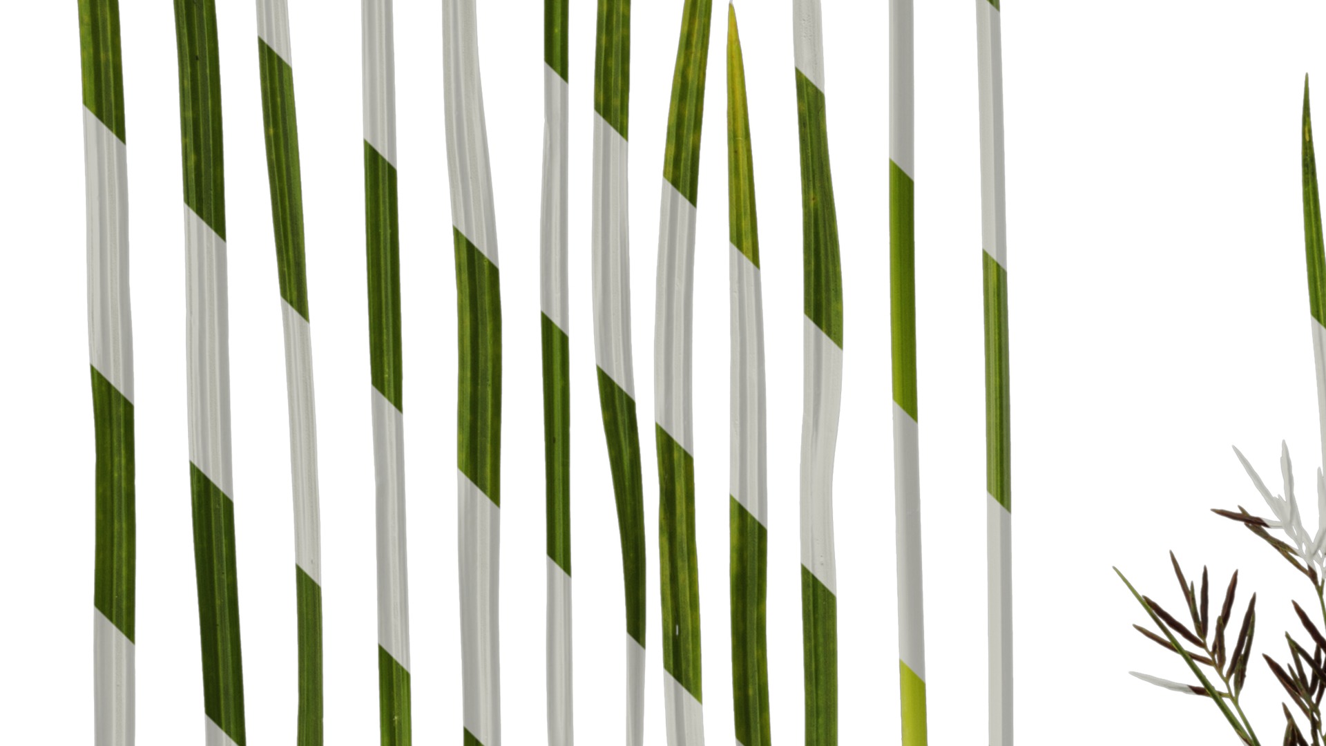 Anydrafts Cyperus rotundus Atlas 04 Texture_5