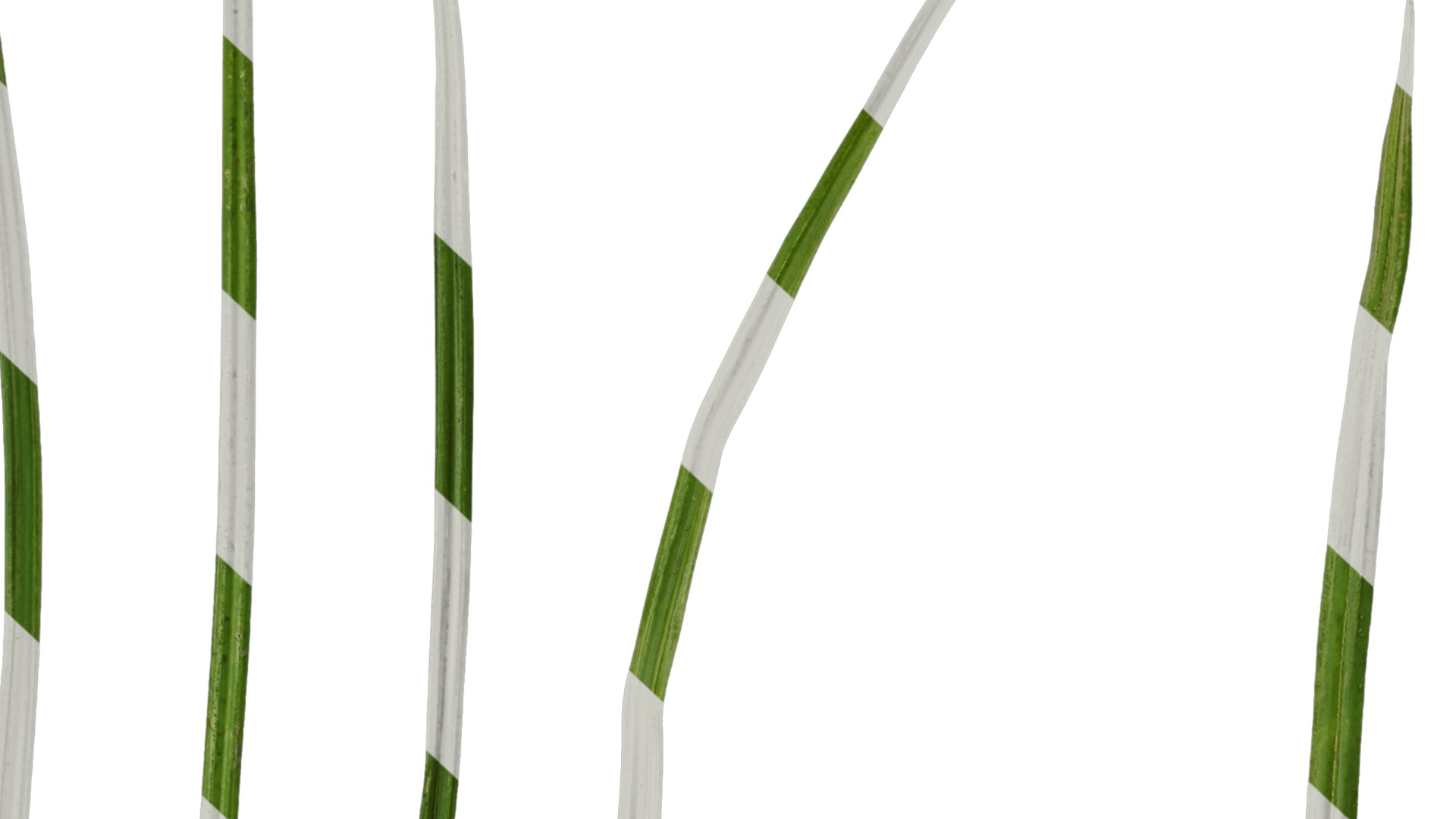 Anydrafts Cyperus rotundus Leaf 01 Texture_7